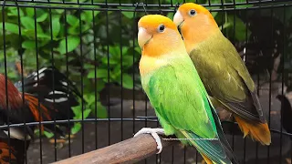 Rosy-Faced Lovebird Sounds (11 Hours) - Orange Headed Opaline, Green & Dark Green