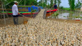 Duck _Đàn Vịt Đẻ Nhiều khủng Miền Tây lên Tàu _ Nông Dân Mlog