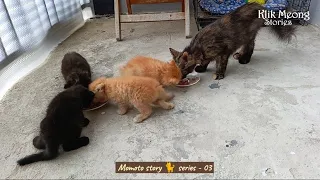 Adorable, Tortie Kittens 🐈🐈‍⬛ Learn to Walk Around Inside House 😻