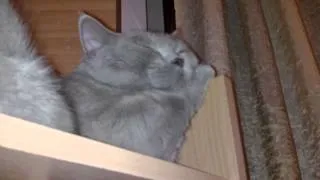 Ленивый кот. Тимофей - любитель здорового сна