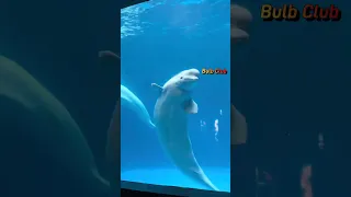 Why Beluga whale has a squishy head? #shorts #education #nature #whale #science