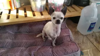 Well trained Chihuahua performing tricks