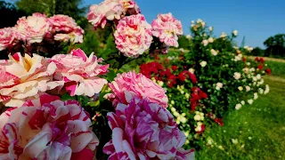11 сентября 2023 г. Розы в саду. Обзор сортов роз и их размеры для клумб. Часть 2.