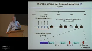 Biothérapies, thérapies cellulaire et génique (4) - Alain Fischer (2014-2015)