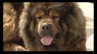 Caucasian Shepherd Dog