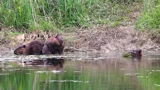 Beaver rubbing belly