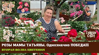 Однозначно ПОБЕДА! РОЗЫ МАМЫ ТАТЬЯНЫ. ОСЕННИЙ ПАРАД ИЗ РОЗ. САМЫЕ СИЛЬНЫЕ СОРТА. НАШ САД В СЕНТЯБРЕ.