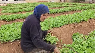 'Everyone is afraid' - farmers in Lebanon work on despite six months of tension at Israel border