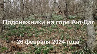 Подснежники на горе Аю-Даг (Южный берег Крыма). 26 февраля 2024 года.