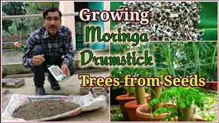 The Secret of Growing Drumstick / Moringa Trees from Seeds