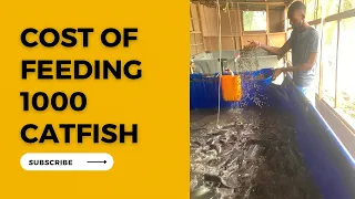 Cost of feeding 1000 catfish (update)