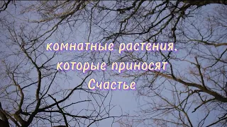 340). комнатные растения, которые приносят Счастье в дом