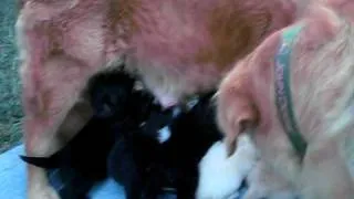 3 week old Golden/Lab mix puppies nursing