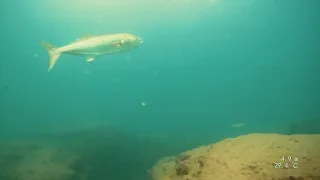 Bat yam, Spearfishing, massive Blue FISH - 7/7/23