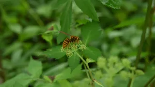 Hornets found to be primary pollinators of two Angelica species