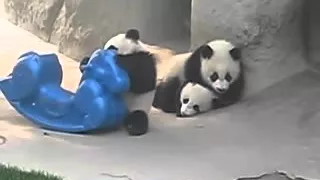 So Cute! Baby Panda Playing