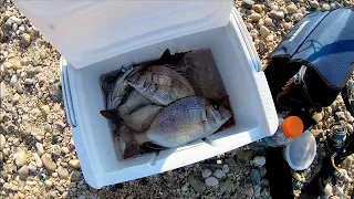 Bottom Fishing with CLAMS for PORGY(scup) - Long Island NY