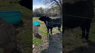 Registered Angus Bull.    3 year Old.