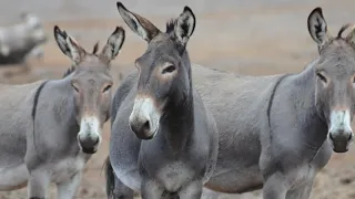Mulemanship Series Episode 01: What is a Mule?