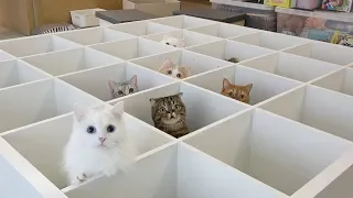 Moving Day.. Kitties Go Crazy! (ENG SUB)