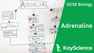 How Adrenaline Makes You Stronger & Faster - GCSE Biology | kayscience.com