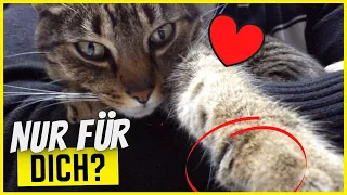 7 Dinge, die Katzen NUR für ihren Lieblingsmenschen tun!