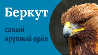 Беркут