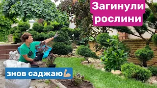 Загинули рослини, але саджаю нові! БАРБАРИС ТУНБЕРГА  як обрати для саду