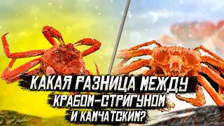 Какая разница между крабом-стригуном и камчатским?