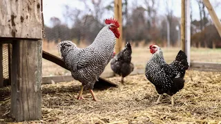 Trying the Carbonaceous Diaper in our Chicken Coop