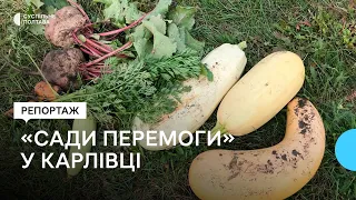 "Сади перемоги": у Карлівці, що на Полтавщині, почали збирати урожай