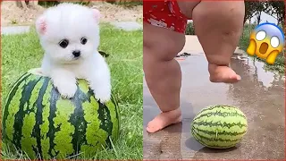 Funny and Cute Dog Pomeranian 😍🐶| Funny Puppy Videos #339