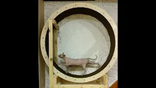 Сделал беговое колесо своему любимому коту