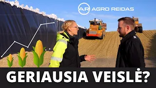 VERTINGIAUSI KUKURŪZAI || AGRO REIDAS #71