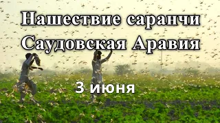 Саудовская Аравия нашествие саранчи 2021  Катаклизмы, катастрофы, изменение климата