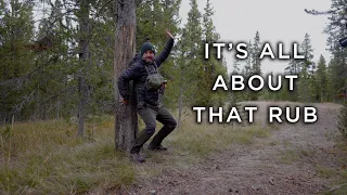 I put a camera on a tree in the Wyoming wilderness