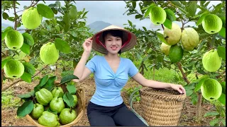 Harvest guava fruits to sell at the market, and take care of animals on the farm