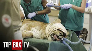 Operating On Wild Lions - Wild Animal Rescue