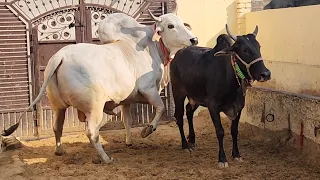 👍AJ#EK OR#BLACK ⚫️ KAPILA👌HARYANA BREED# HUI PREGNANT BY RUDRANATH MAHARAJ JI 🙏