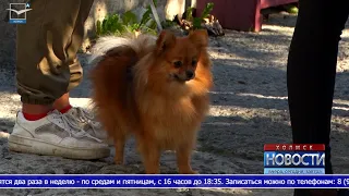 «Юный кинолог» объявил набор детей