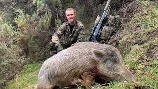 308 Snipers Hogs | Slow Motion Impacts! | Hunting NZ