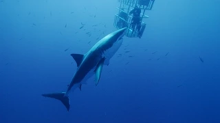 Scuba Diving with Great White Sharks