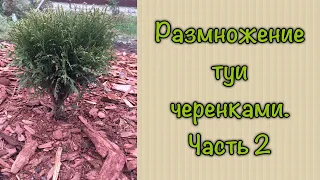 Размножение туи черенками.  Часть 2