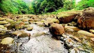 Beautiful Sound of Flowing Water, pleasant sound of Forest, Relaxing Sound of Forest