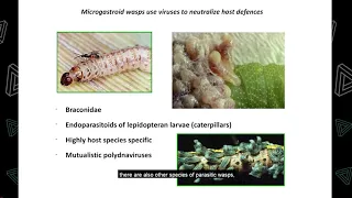 Biology & Evolution in Parasitoid Wasps - a Sprigg Q&A