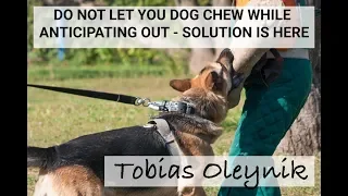 IGP, IPO, Schutzhund - Do Not Let Your Dog Chew in Anticipation of the OUT