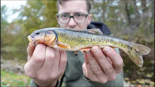 Trying to Catch My PB Creek Chub!