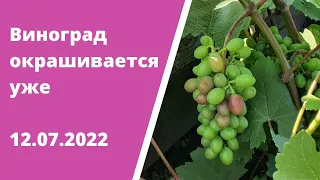 Виноград окрашивается уже 🍇🍇🍇12.07.2022