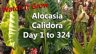 6 Foot Alocasia Calidora Growing from Spring, Summer, Fall and Winter | See How Fast It Grows