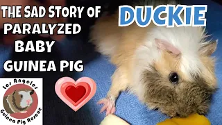 Baby Duckie Guinea Pig